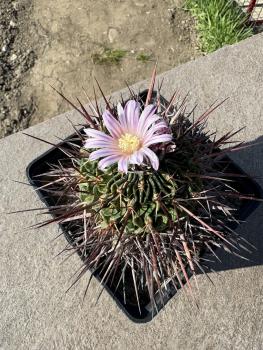 Stenocactus crispatus